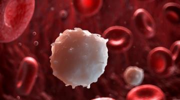 image of red blood cells